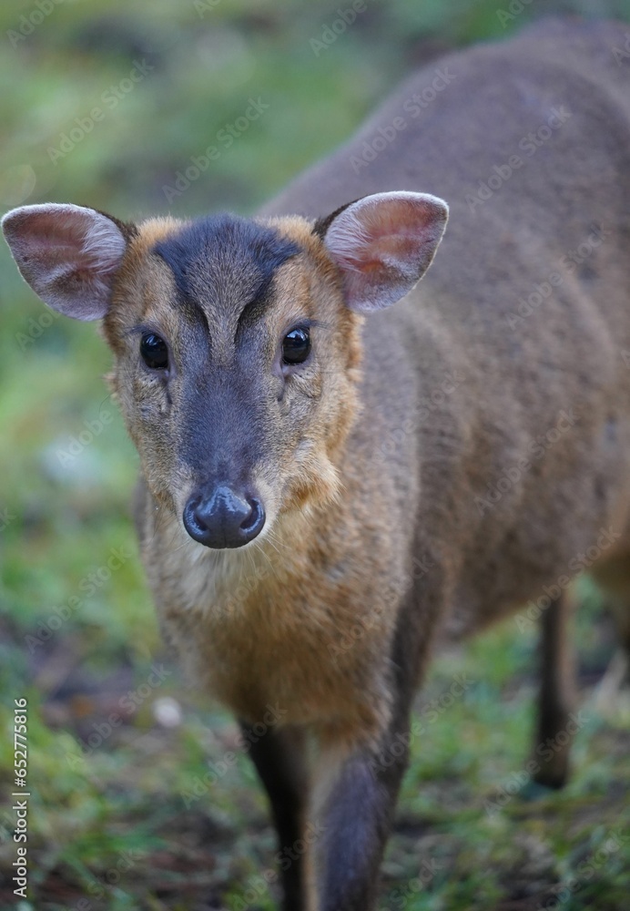 Fototapeta premium Reeves's muntjac deer in a natural wilderness habitat