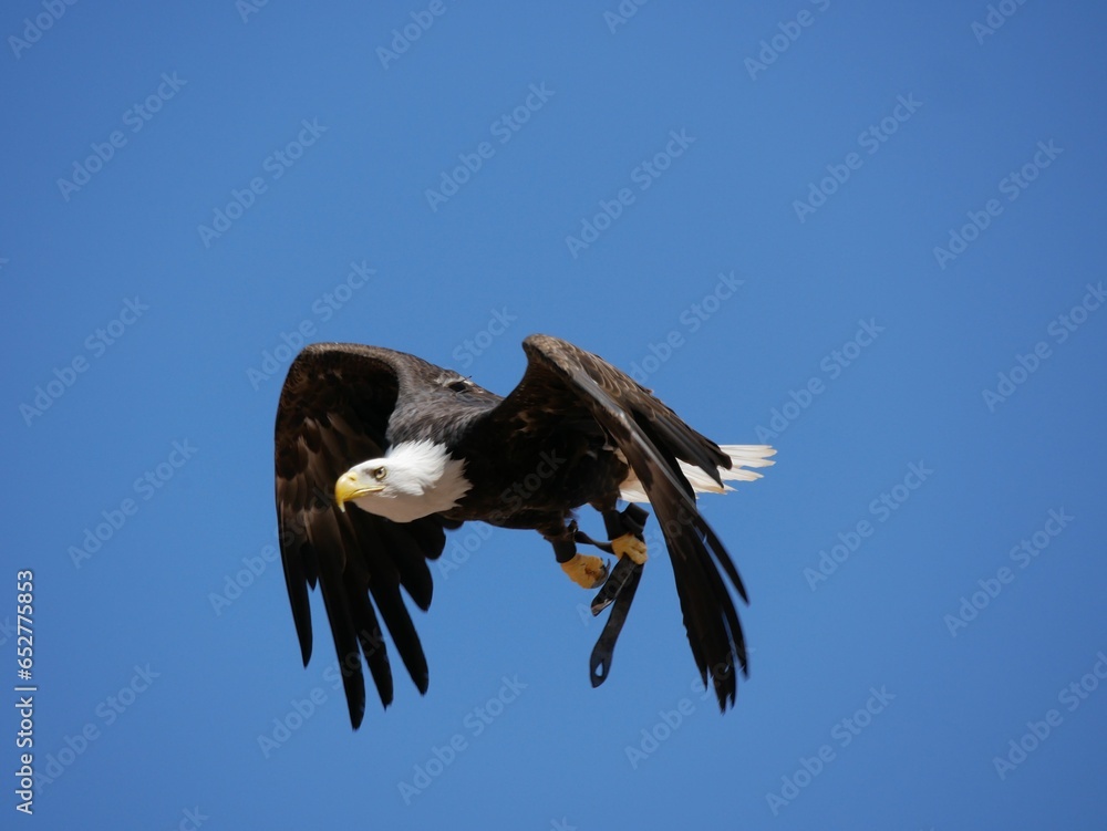 Obraz premium Closeup of a majestic eagle soaring through the air against a bright blue sky