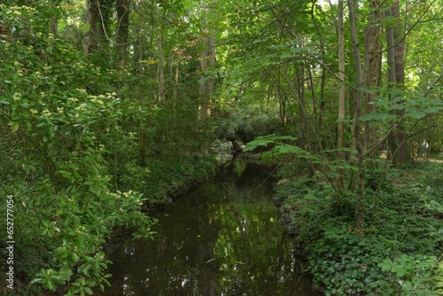 Fototapeta Naklejka Na Ścianę i Meble -  Beautiful landscape of a river in a lush green forest in Valladolid, Spain