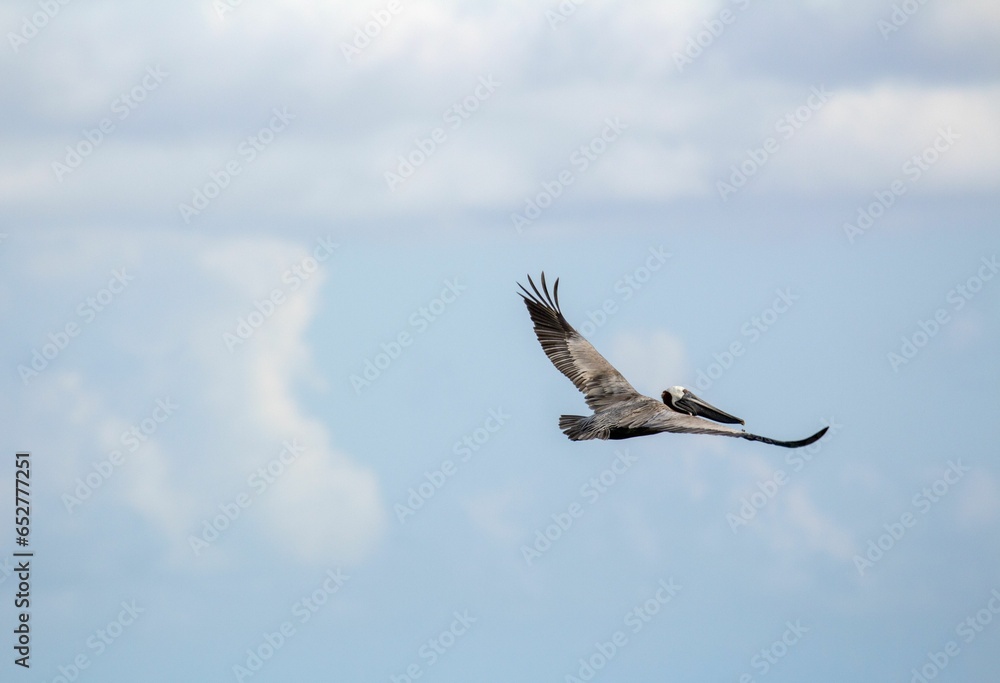 Obraz premium Closeup of a pelican flying in the blue sky