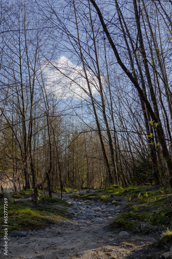 A walking path by a river in a forest full of trees during daytime