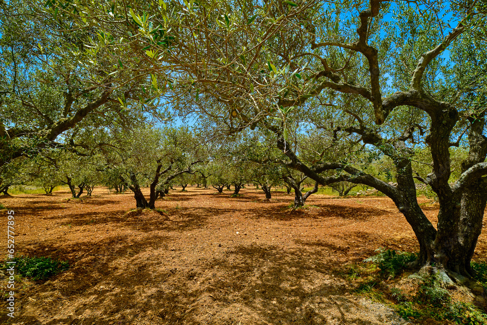 Old olive grove on the island of Greece, plantation of olive trees.