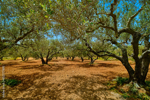 Obraz na płótnie Old olive grove on the island of Greece, plantation of olive trees. w salonie