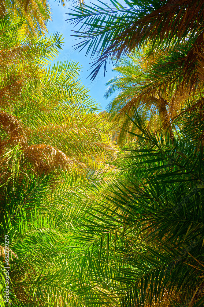 Upshot of palm trees forest and blue sky on sunny day, Crete, Greece