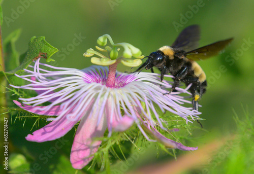 American Bumble Bee (Bombus pensylvanicus) on the flower of the stinking passion flower (Passiflora foetida), Galveston, Texas, USA. photo