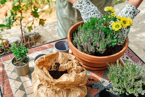 Woman planting autumn composition with calluna vulgaris or erica, leucophyta brownii, hebe armstrongii and yellow daisy in ceramic pot. House garden and balcony decoration with seasonal autumn flowers photo