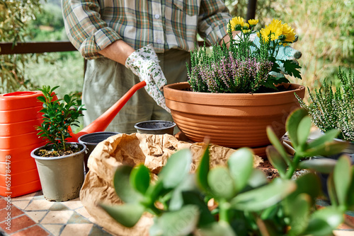 Woman planting autumn composition with calluna vulgaris or erica, leucophyta brownii, hebe armstrongii and yellow daisy in ceramic pot. House garden and balcony decoration with seasonal autumn flowers photo