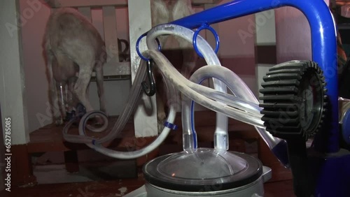 milking machine milking a goat on a farm