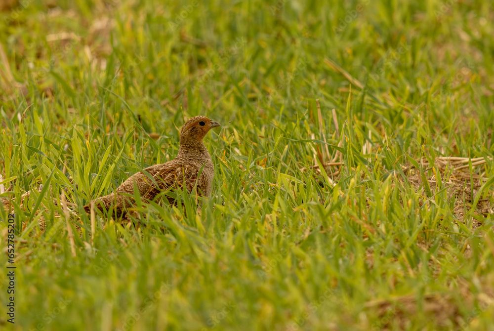 perdrix grise dans un jeune champ de blé, perdrix grise dans un jeune champ de blé,