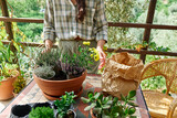 Woman planting autumn composition with calluna vulgaris or erica, leucophyta brownii, hebe armstrongii and yellow daisy in ceramic pot. House garden and balcony decoration with seasonal autumn flowers
