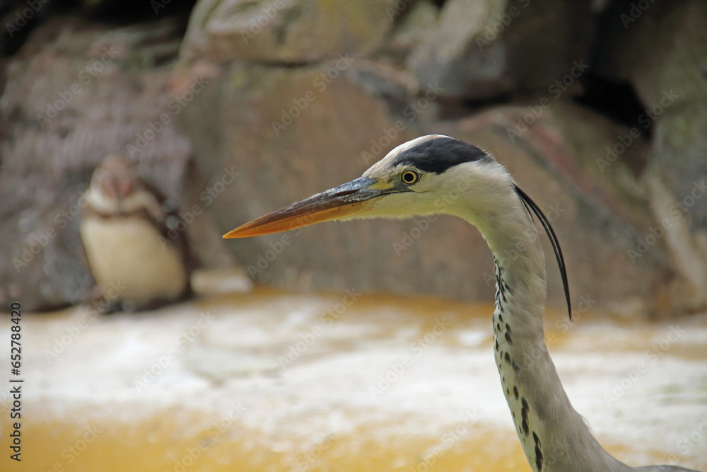 Grey Heron Grey Heron