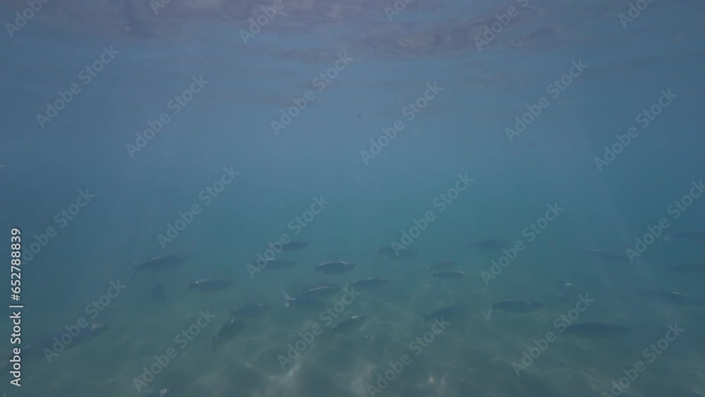 School of fish swimming in the ocean. School of fish swimming in the ocean.
