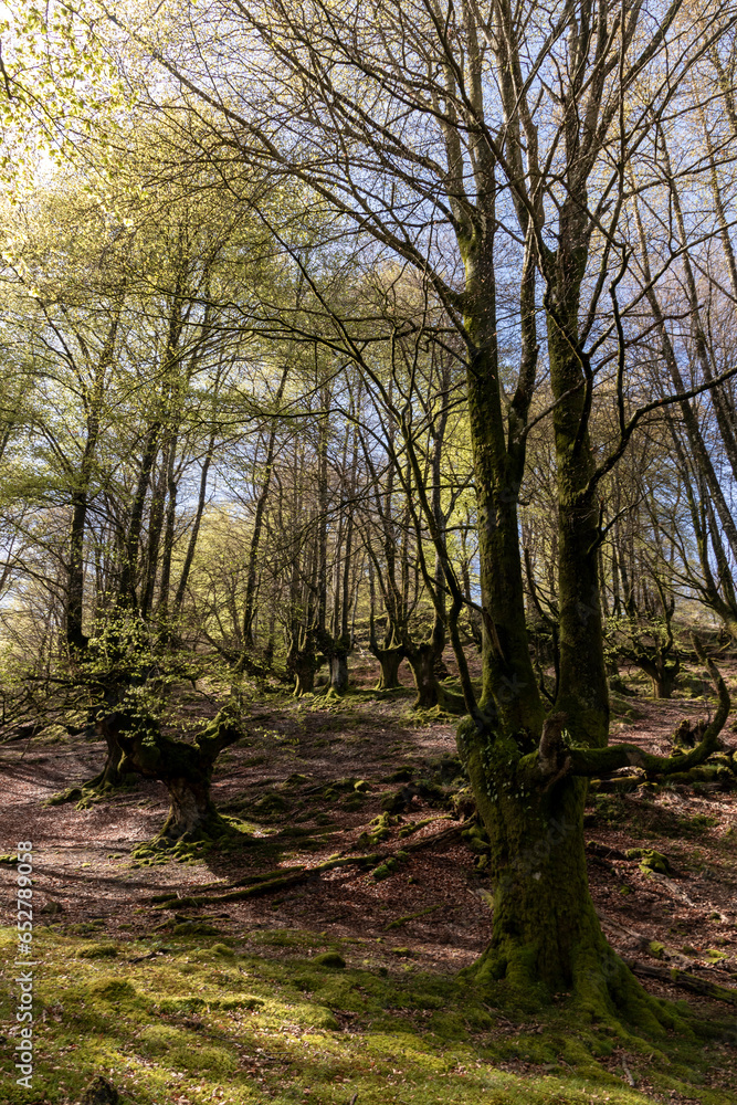 Naklejka premium Tranquil Wilderness: Discovering the Serene Splendor of Belaustegui Beech Forest