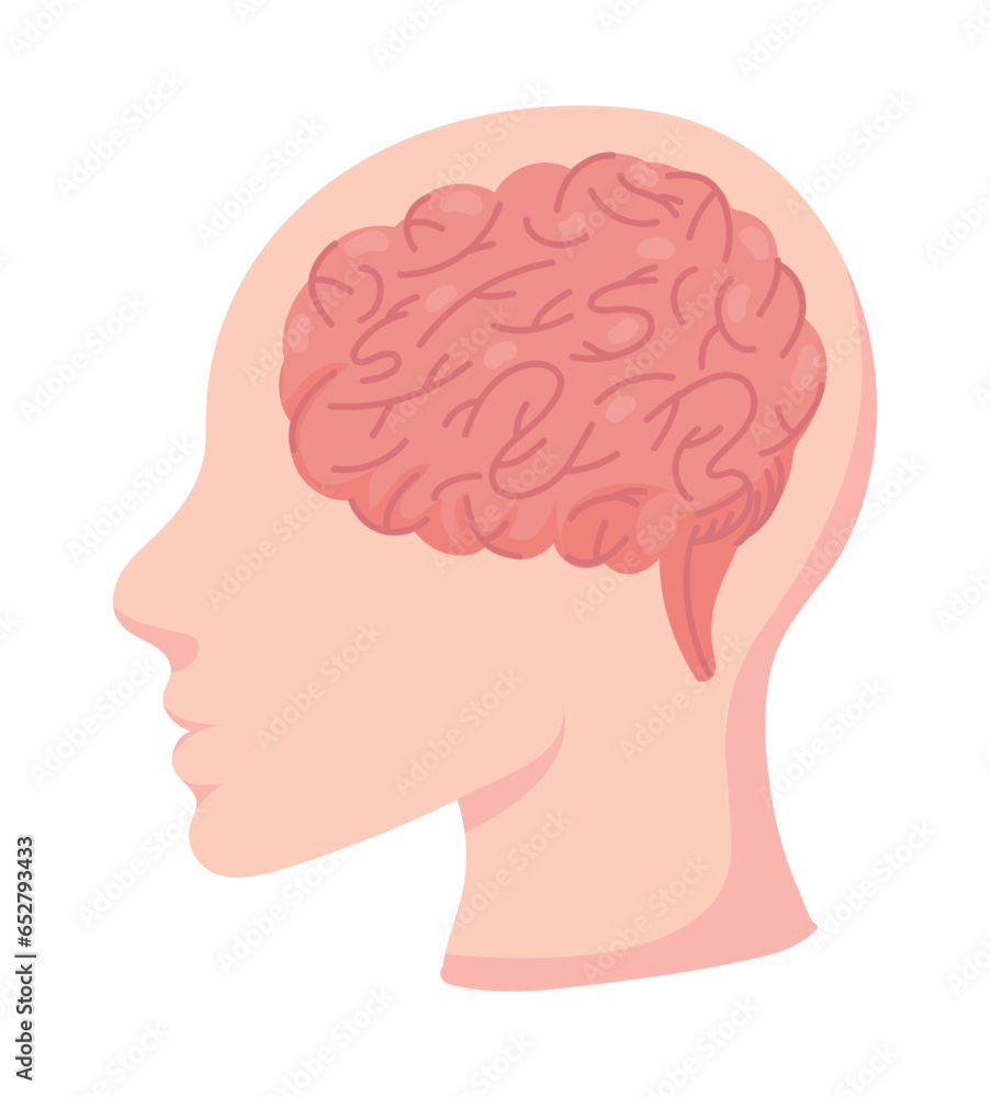 profile brain human profile brain human