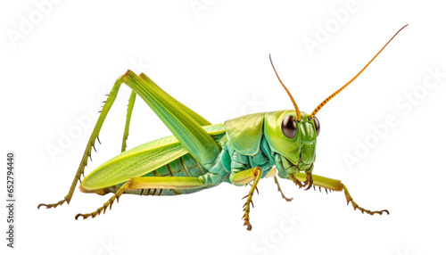 grasshopper isolated on transparent background cutout © Papugrat