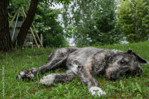 Irish Wolf Hound Puppy 