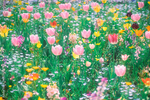 チューリップの花畑