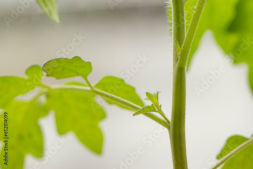 Green Growing Lateral Side Shoot Tomato Plant