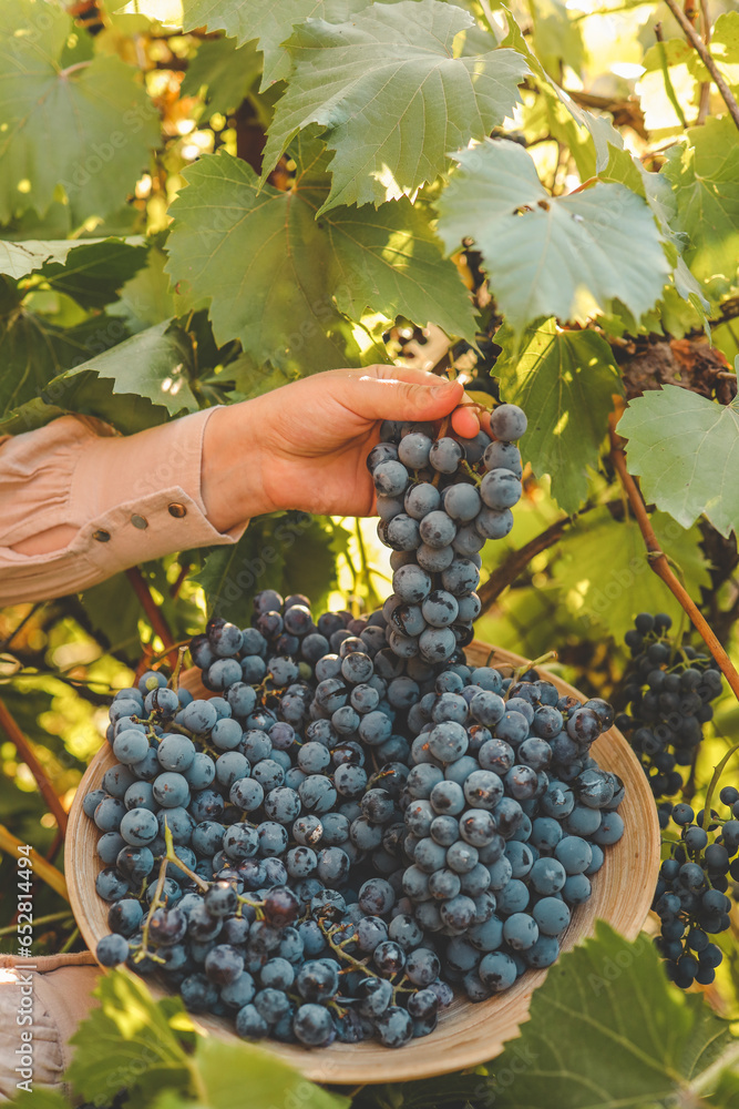 Obraz premium Harvest time. Bunch of grapes in the hands of the farmer