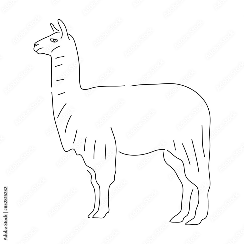 Llama in doodle style. Icons sketch hand made. Vector editable stroke.