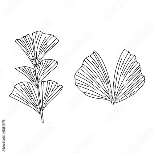 Alocasia leaf set in a linear style. Botanical illustration isolated on white background. Element of linear design. Hand drawn sketch.