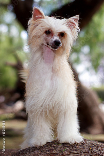 Photography portrait of a chinese crested