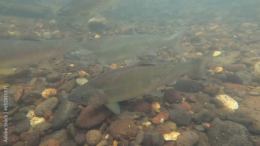 Wild cherry salmon running upstream in eastern Hokkaido Wild cherry salmon running upstream in eastern Hokkaido