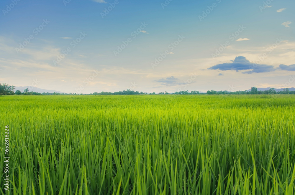Landscape of green crops and field. Rice field with sunset and farmland in Thailand. Landscape of green crops and field. Rice field with sunset and farmland in Thailand.