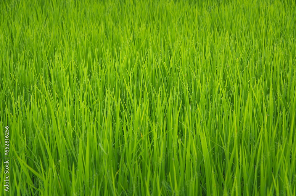 Landscape of green crops and field. Rice field with sunset and farmland in Thailand.