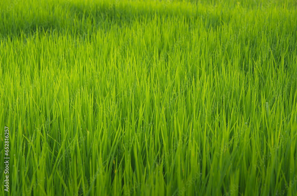 Landscape of green crops and field. Rice field with sunset and farmland in Thailand.