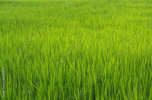 Landscape of green crops and field. Rice field with sunset and farmland in Thailand.