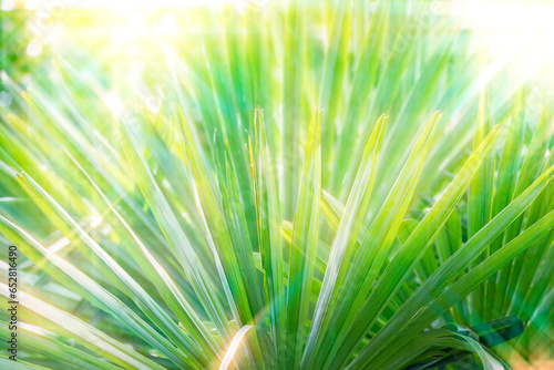 Tropical palm leaf in the sun. Floral exotic background.