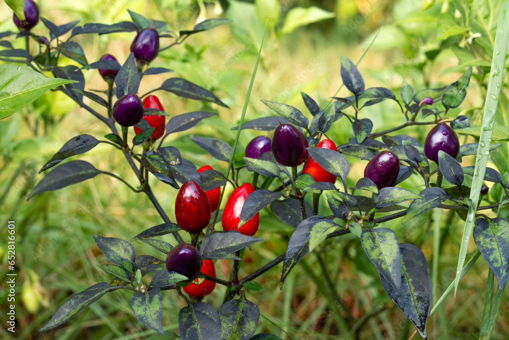 Fresh hot peppers in the garden.