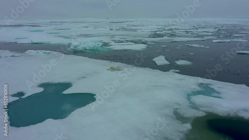 Polar bear scratches his neck and back on ice. Blue ice all around. Polar bear on large ice floe near water