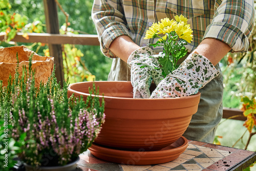 Woman planting autumn composition with calluna vulgaris or erica, leucophyta brownii, hebe armstrongii and yellow daisy in ceramic pot. House garden and balcony decoration with seasonal autumn flowers photo
