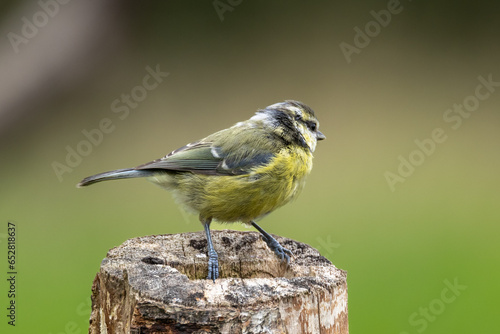 Bluetit, juvenile