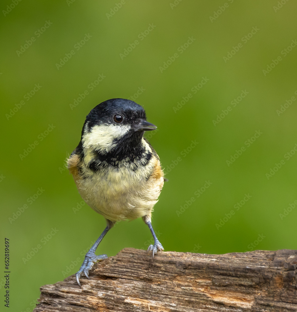 Naklejka premium Coal tit