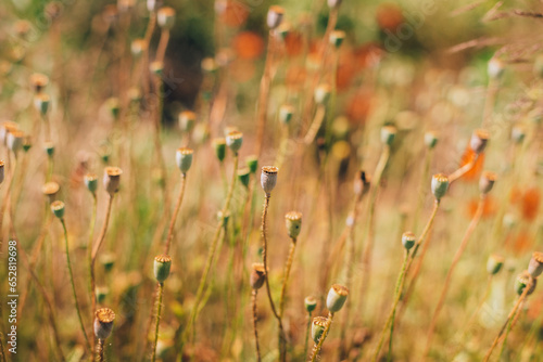 Poppyheads growing in a field. dry poppy buds