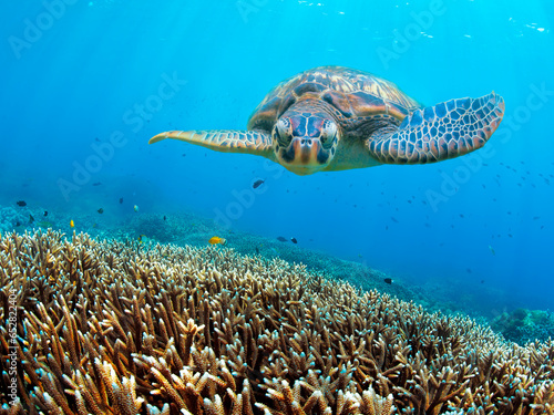Green turtle swimming above corals