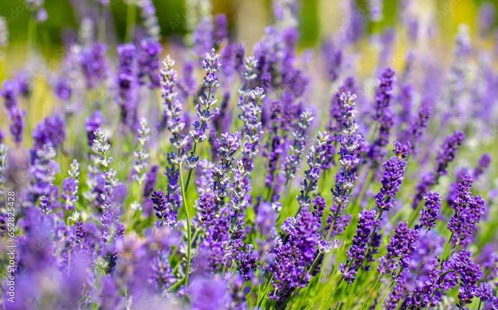 Fototapeta premium Spring lavender flowers under sunlight. Lilac flowers close up. Beautiful landscape of nature with a panoramic view. Hi spring. long banner