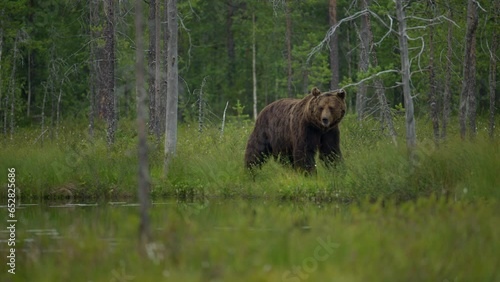 Brown bear wandering in the Finish taiga