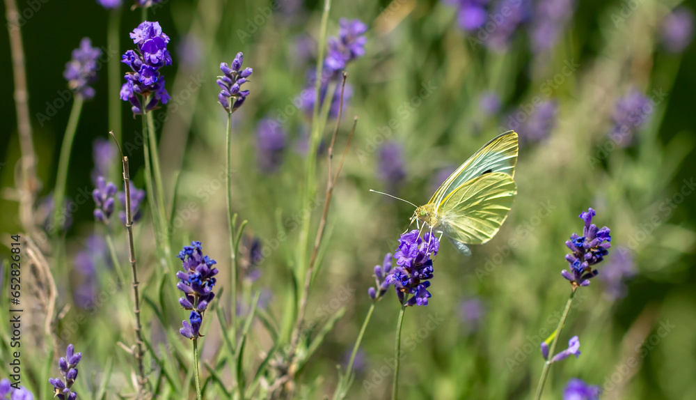 Butterflies on spring lavender flowers under sunlight. Beautiful landscape of nature with a panoramic view. Hi spring. long banner Butterflies on spring lavender flowers under sunlight. Beautiful landscape of nature with a panoramic view. Hi spring. long banner