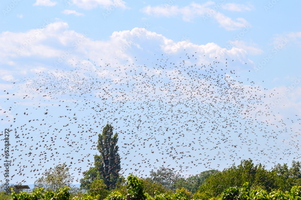 Flock of starlings flying across seed fields