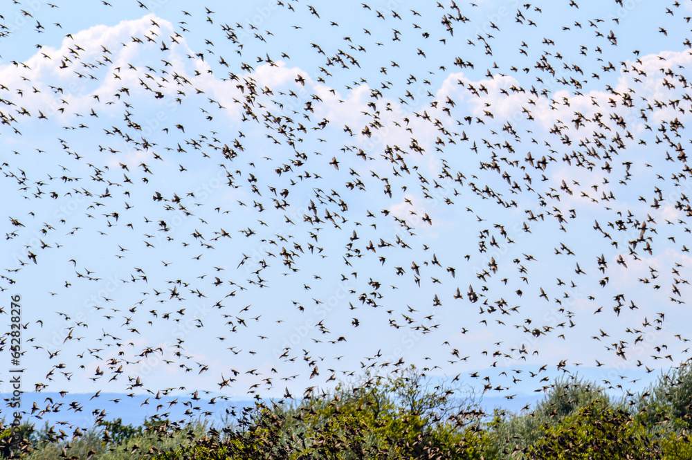 Flock of starlings flying across seed fields