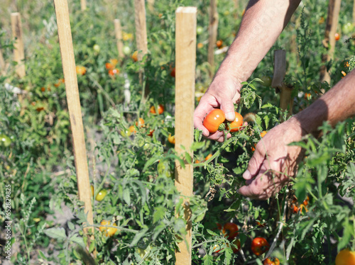 Billede på lærred Man picking harvest, holding in hands fresh tomatoes