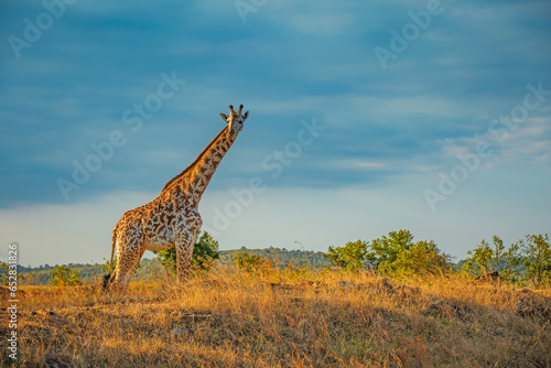 Wild African giraffe in Tanzania