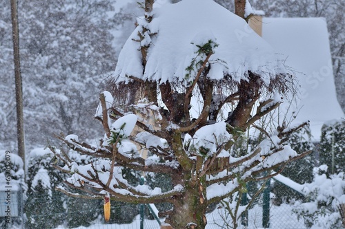 Obraz na płótnie Feeder wit food for wildlife birds in winter snow w salonie