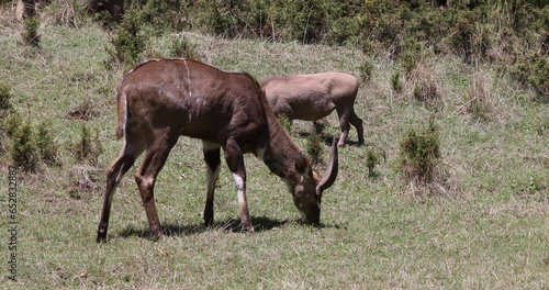 majestic male of endemic very rare Mountain nyala, Tragelaphus buxtoni, big antelope in Bale mountain National Park, Ethiopia, Africa widlife