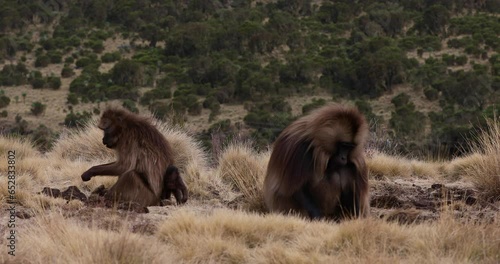 Family group of endemic animal Gelada monkey on rock, with mountain view. Theropithecus gelada, in Ethiopian natural habitat Simien Mountains, Africa Ethiopia wildlife