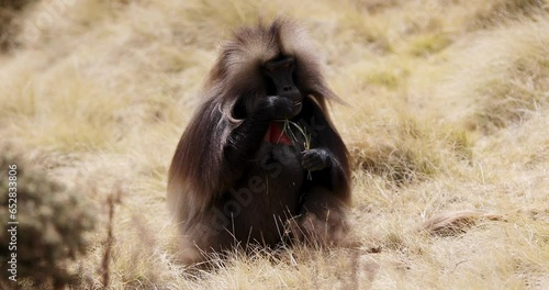 Alpha male of endemic animal Gelada monkey. Theropithecus gelada, Simien Mountains, Africa Ethiopia wildlife